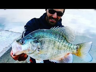 THESE CRAPPIE are SCARY BIG!!!