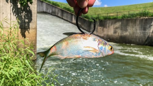 GIANT Live Bait Hooks BIG MYSTERY Spillway Fish!!! (Non-stop Action!)