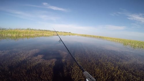 Gator Gets DANGEROUSLY Close While Fishing Crystal Clear Water