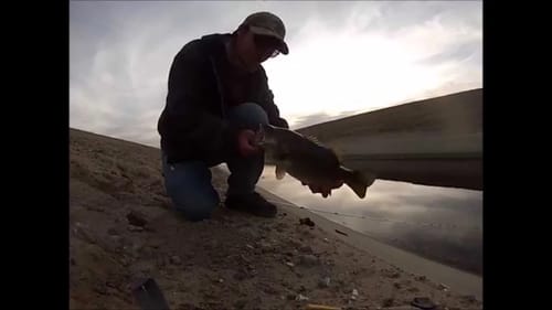 Catching Bedding Bass with Missle Baits D Bomb