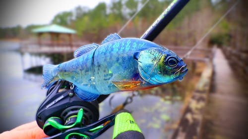 Searching For GIANT BASS Was SUCCESSFUL!