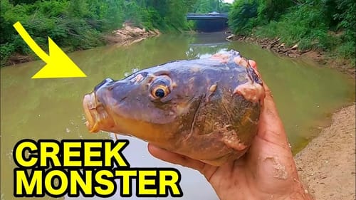 60 LB MONSTER in a LITTLE CREEK!!