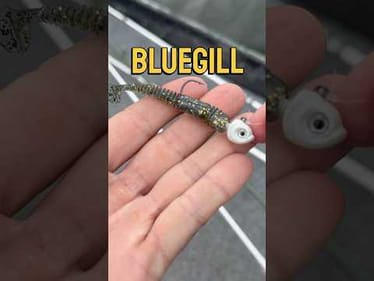 Bluegill vs. Bass Swimbaits #fishing