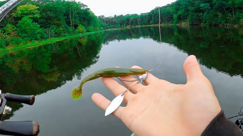 WHAT Are These Fish DOING!? Trying To Catch Fish During The Fall Transition