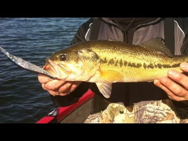 Let Me Tell You About The Best Jerkbait Angler Of All-Time