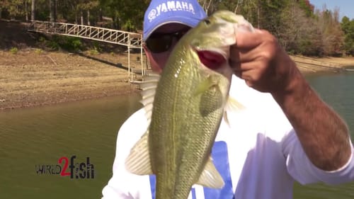 Fishing for Bass in Creek Arms