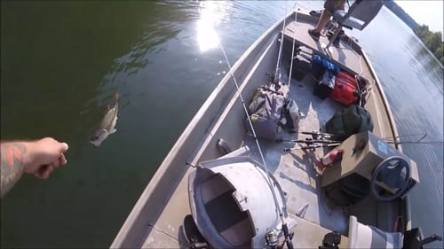 RIVER BASS FISHING 4" TRD  || TRYING to find that BIG BYTE