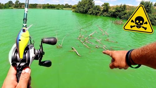 TOXIC WATER Draws BIG Fish to Heavy Cover!!!