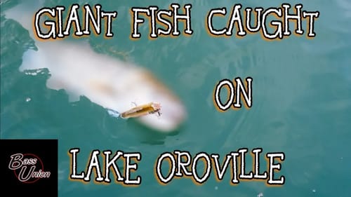 GIANT Fish Caught on Lake Oroville While Practicing For A Tournament
