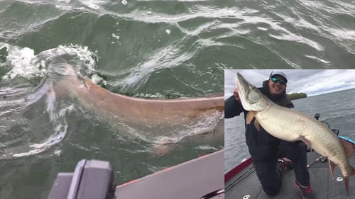 55 inch Musky on Bass Gear!  Fishing Mille Lacs with Andy Young on #BigMuskyDreams Episode 10