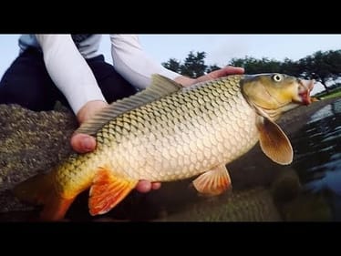 Fishing for BIG CARP on LIGHT LINE!
