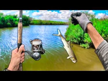 this tiny creek that has RIVER MONSTERS... live ladyfish for bait