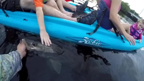 Big Swimbait Big Snook