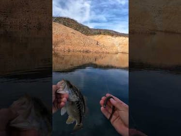 When the bite’s tough, the Neko rig shines 💪 Nekorama + 1/8oz Bass Union Neko Nail + VMC Hook 🎣