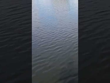 The Berkley Triple Minnow Rig!