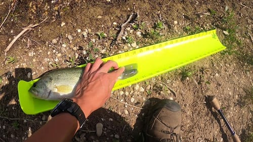 Spring-Time Bass Fishing (Big Bass in Clear Water!)