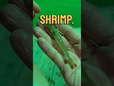 Night Fishing for Speckled Trout with Live Shrimp #fishing