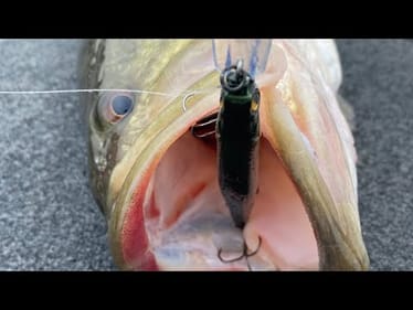 5 Keys To Catching Jerkbait Fish After A Shad Kill
