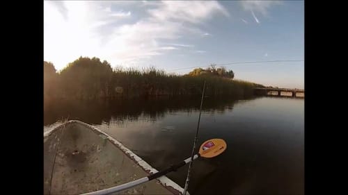 Huge Bass Slams Towater Frog