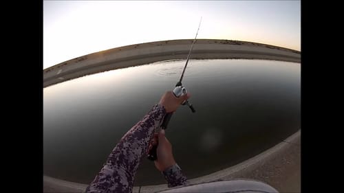 Chasing Boils with Topwater (California Aqueduct)