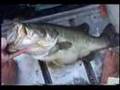 11 Pound Bass!!!! Largemouth bass fishing in Alabama.
