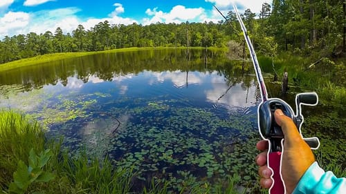 Fishing a Hidden Pond Deep in the Forest