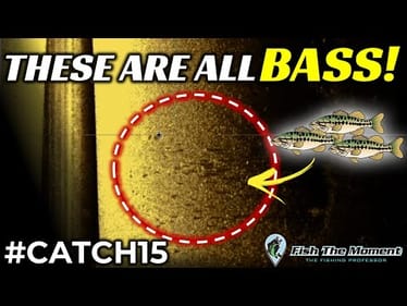 98% Of Anglers Are Missing These Fall Bass Right Now | #Catch15 Challenge