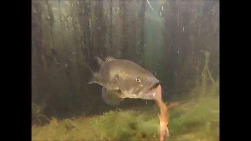 Close up shots of Bedding Bass