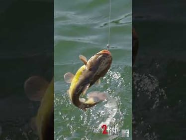 Keep your eyes open for Episode 3 of Where2Fish - Lake Hopping! Premiering Saturday at 9 AM CT.