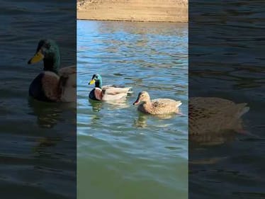 Sometimes the water says stay a little longer 🎣 #bassunion #bassunionjigs #bassunionguideservice