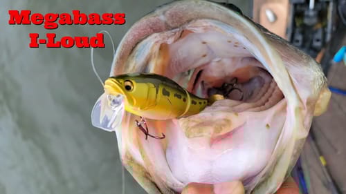 Prop Bait Versus Chatterbait  with @OliverNgy & @RileyKolich