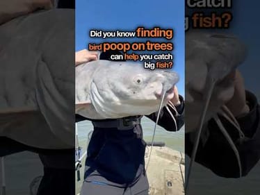 Why is bird poop is good for fishing? #fishing #catfish
