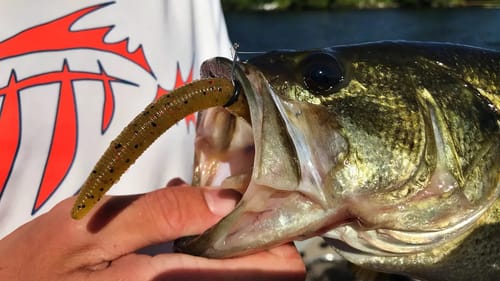 This Bait SAVED Our Fishing Day!