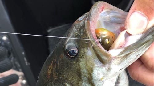 The Crappie Fishing Trick That Catches Large Bass…