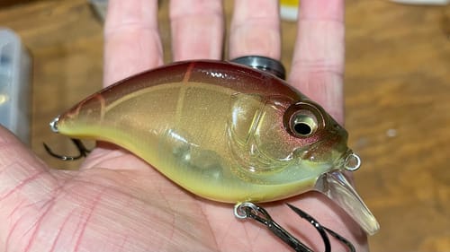 Ignore Oversized Squarebill’s…And Let Everyone Else Catch The Big Bass