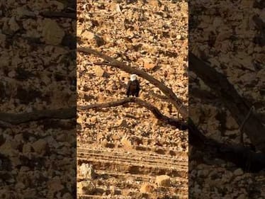 Ever get that feeling you’re being watched? 🦅👀🎣 #BassUnion #BassUnionJigs #BassUnionGuideService