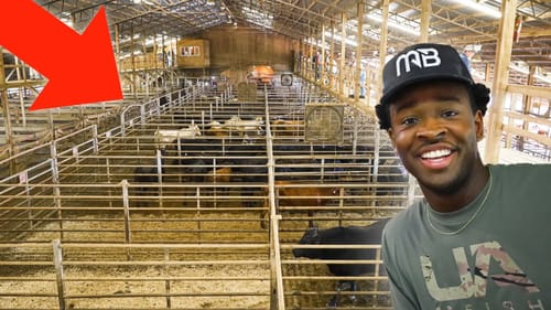 Trying To Buy Cattle At A LIVESTOCK AUCTION