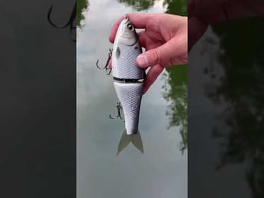 Swimbait Review: Pizz Shadley 2