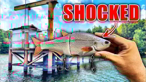 I Have a NEW Favorite Swimbait…and it’s not what you’re Expecting.