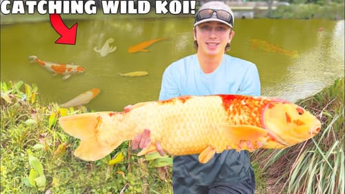 Catching MONSTER Koi Fish in the WILD!