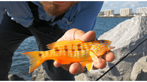 EASIER Way to Catch Saltwater Fish!