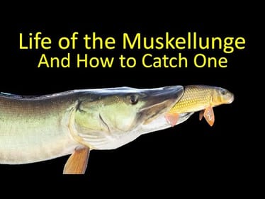The Life of the Muskellunge and How to Catch a Musky