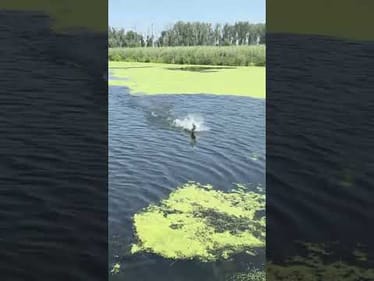 I am Going to Miss the Frog Bite...