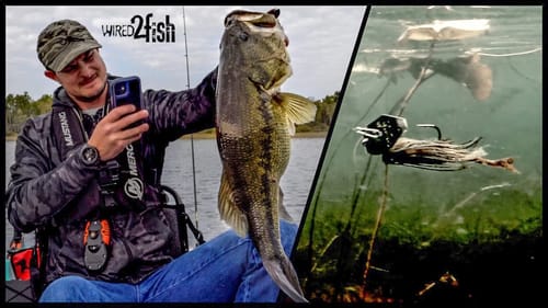Throwing BIG Bladed ChatterBaits for Fall Bass (My Biggest Of The Year!)