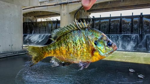 Using BIG LIVE Bluegills for SPILLWAY MONSTERS!!!