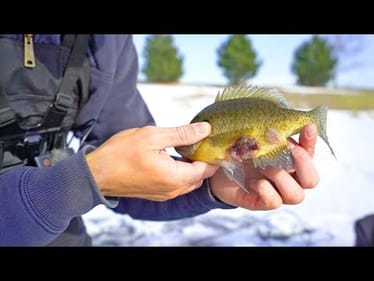What is WRONG With This Fish? -- (Mutant Fish Caught Under Ice)