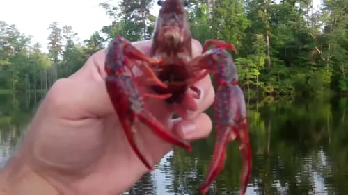 Bass Love Crawfish!