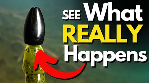 What’s REALLY Going On With Worm Weights in Wood? | Bass Fishing Tips