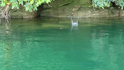 Swimbait Review: Lowbrow Mini