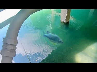 You WON’T BELIEVE what’s in this TINY CRYSTAL CLEAR POND!!
